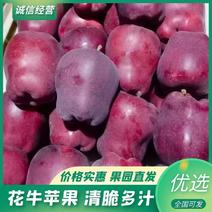 【花牛苹果】产地现摘现发精品甘肃天水苹果产地一手货源