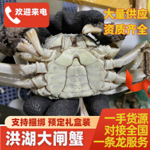 洪湖大闸蟹规格齐全支持捆绑预定礼盒装全国发货