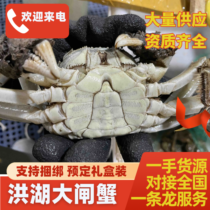 洪湖大闸蟹规格齐全支持捆绑预定礼盒装全国发货