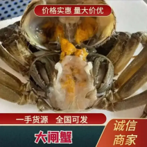 精品洪湖大闸蟹销往全国支持预定礼盒装鲜活有质保