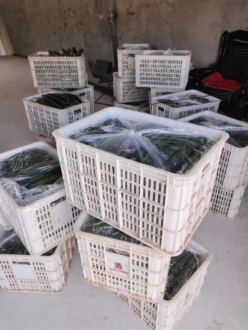 陕西新鲜长黄瓜带刺绿心黄瓜现摘现发黄瓜生吃不催熟黄瓜