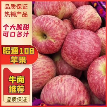 云南昭通108苹果专业代办质量保证诚信为本大量上市电联优惠