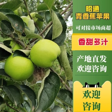 云南昭通早熟青香蕉苹果口感脆甜果香味浓现在已经大量上市