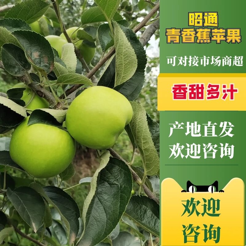 云南昭通早熟青香蕉苹果口感脆甜果香味浓现在已经大量上市