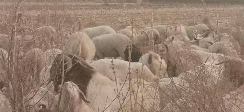 【山羊】河北波尔羊，白山羊羊羔怀孕母羊公羊各种规格