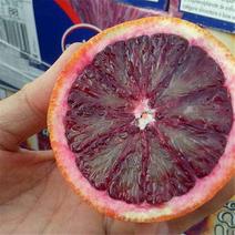 阿诺德血橙苗品种纯正根系发达现挖现发签订合同定金发货