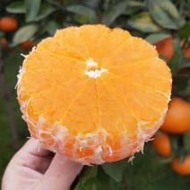 红美人爱媛28号橙苗品种纯正根系发达现挖现发签订合同