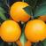 冰糖橙苗品种纯正根系发达现挖现发签订合同定金发货