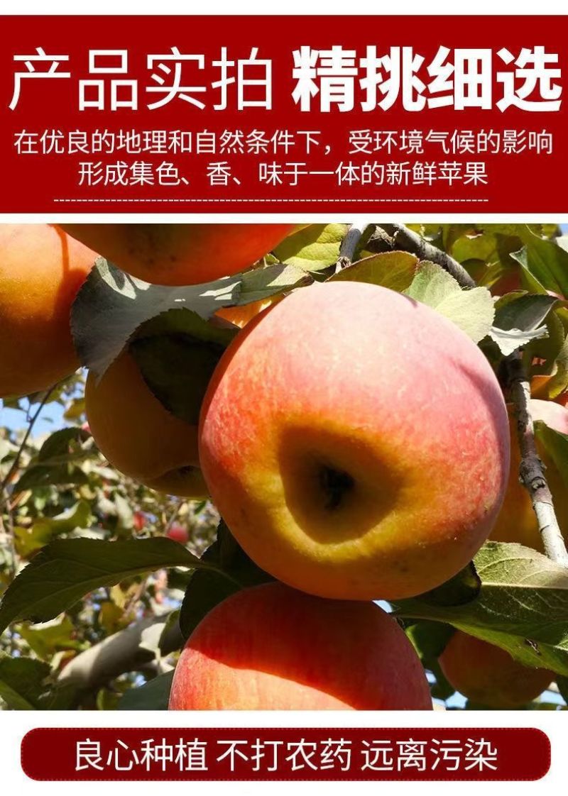 阿克苏冰糖心苹果5斤/10斤一件代发80+大果新疆顺丰