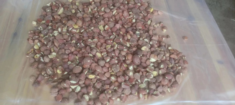 广西百色无公害山茶仁油茶籽品质正宗诚信经营