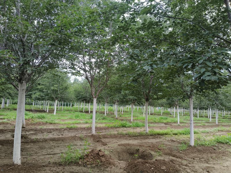 8公分染井吉野樱