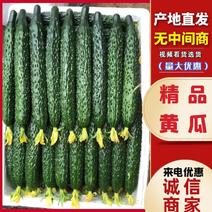 广东徐闻精品黄瓜密刺黄瓜大量供应中产地直发品质
