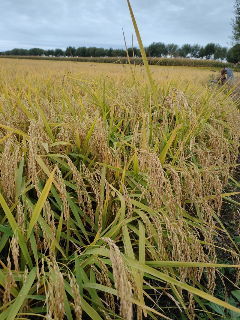 黑龙江五常稻花香2号原种大米产地一手货源量大价优