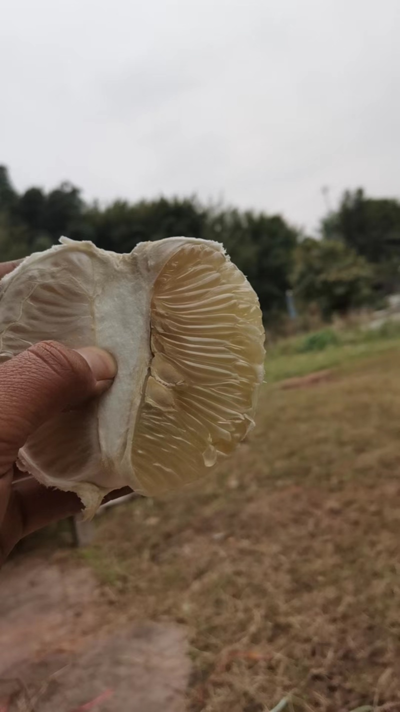 雪峰柚大量上市糖度高诚信经营一手货源欢迎来电洽谈