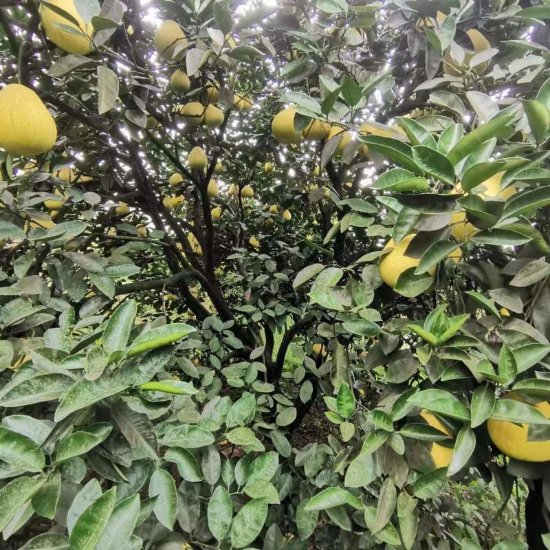 【推荐】精品冰糖柚金兰皮薄肉厚保质保量欢迎来电洽谈