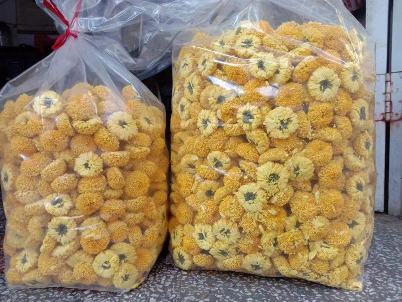 【推荐】安徽黄山金丝皇菊种植产地一手货源价格稳定全国供货
