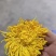 【推荐】安徽黄山金丝皇菊种植产地一手货源价格稳定全国供货