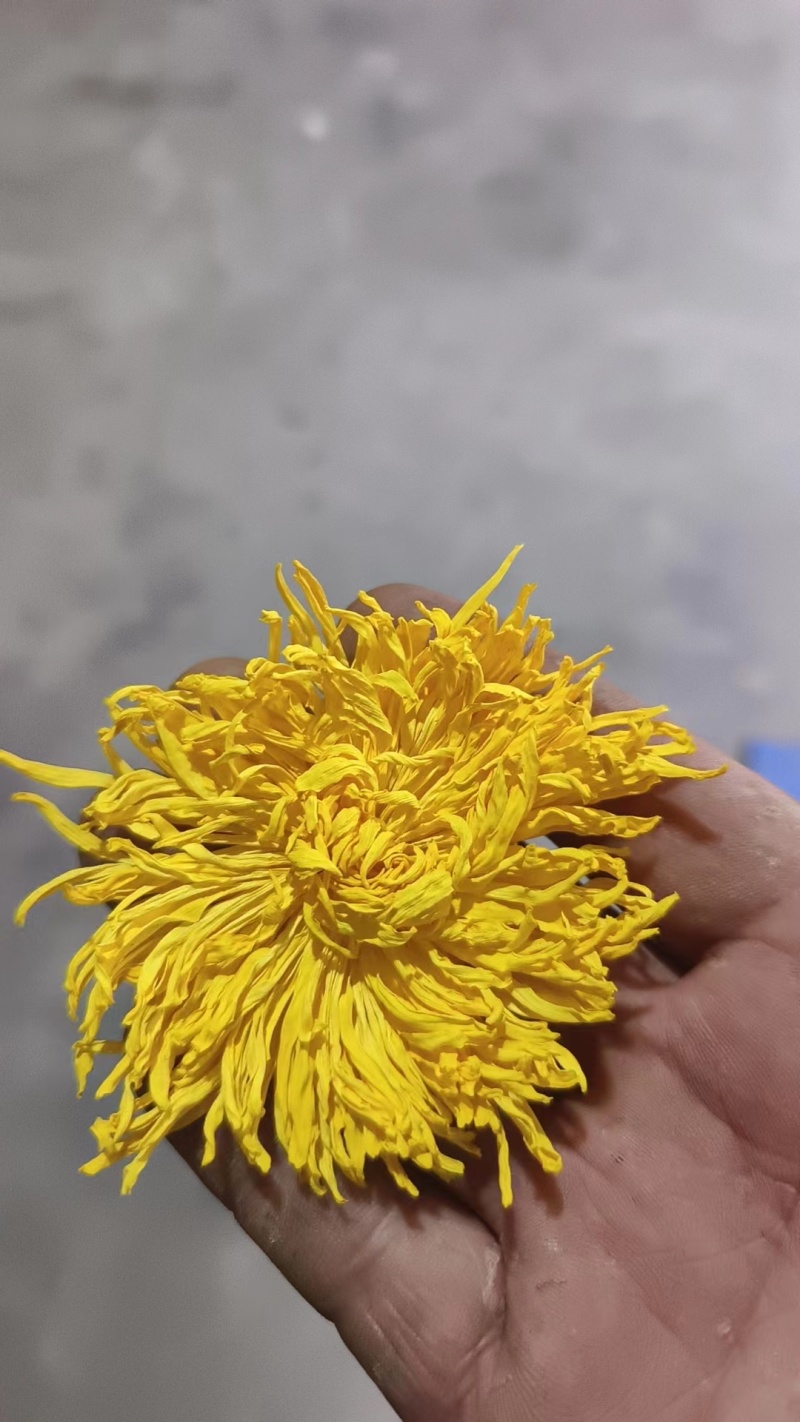 【推荐】安徽黄山金丝皇菊种植产地一手货源价格稳定全国供货