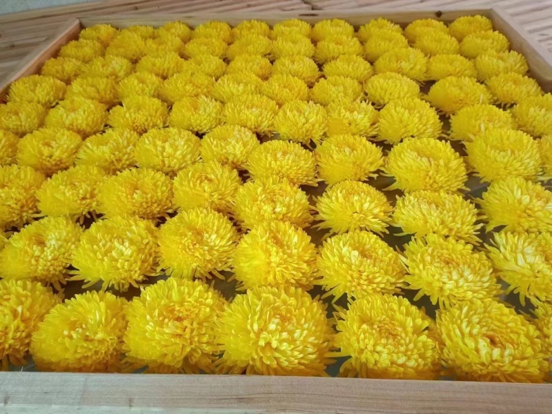 【推荐】安徽黄山金丝皇菊种植产地一手货源价格稳定全国供货