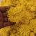 【推荐】安徽黄山金丝皇菊种植产地一手货源价格稳定全国供货