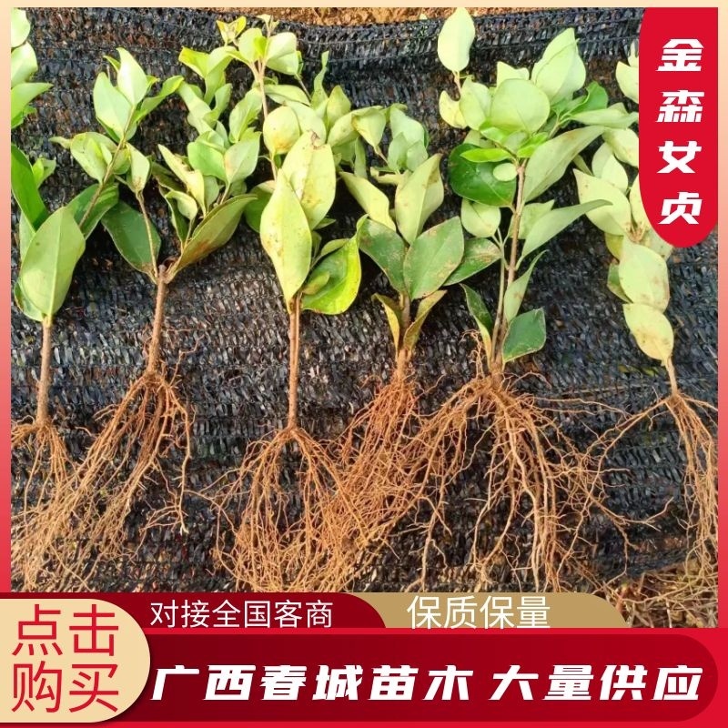 广西桂林春城苗木基地金森女贞小秧苗可长期供苗，欢迎实地考