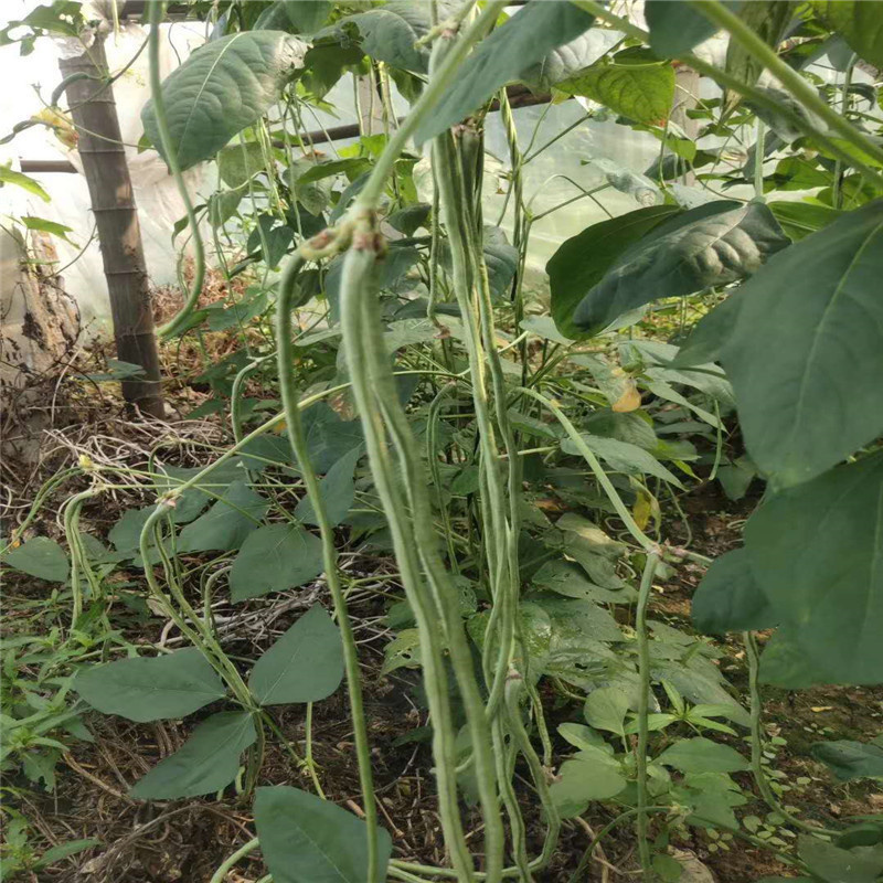 穗景大运豆角种子翠绿色豇豆种子高产抗霜霉病发芽率好