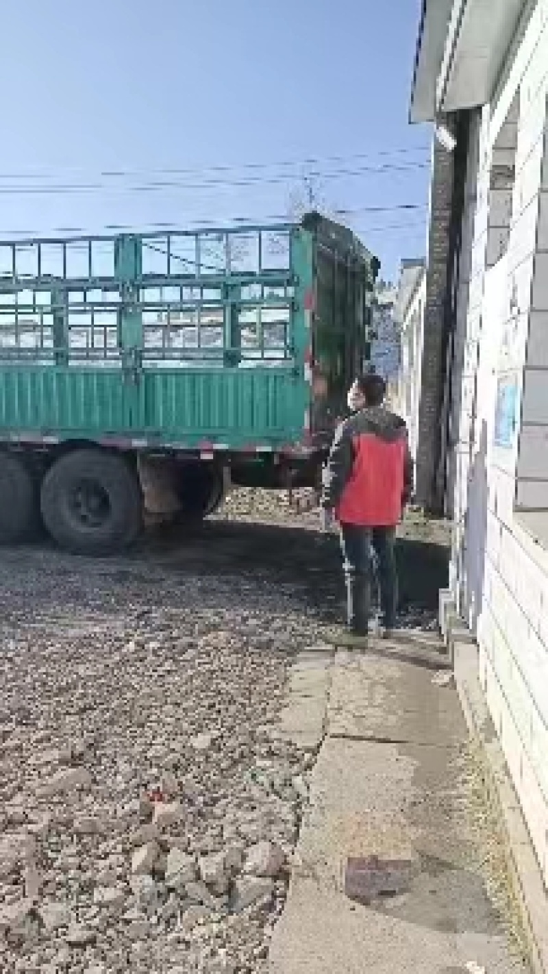 沽源县希森土豆一手货源产地直发供应全国欢迎进店采购