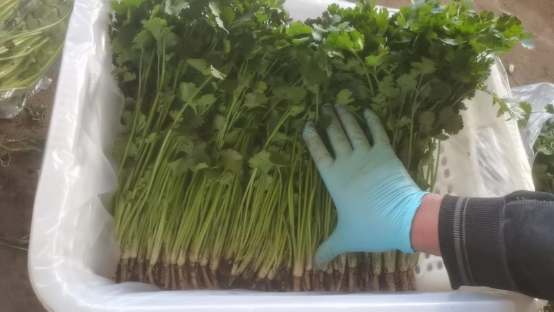 春节正常发货精品中叶铁杆青香菜大量有货价格优惠欢迎咨询