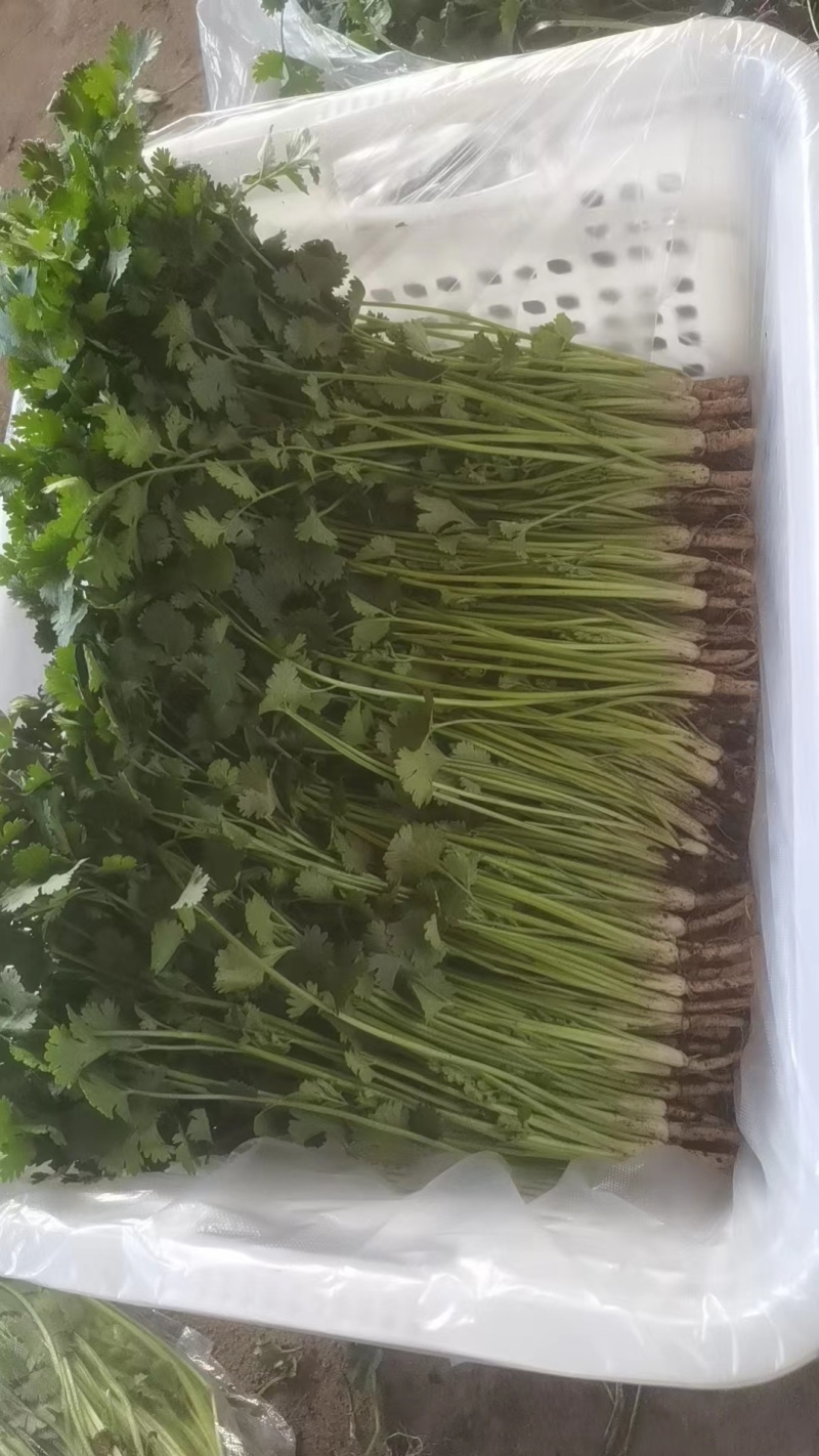 春节正常发货精品中叶铁杆青香菜大量有货价格优惠欢迎咨询