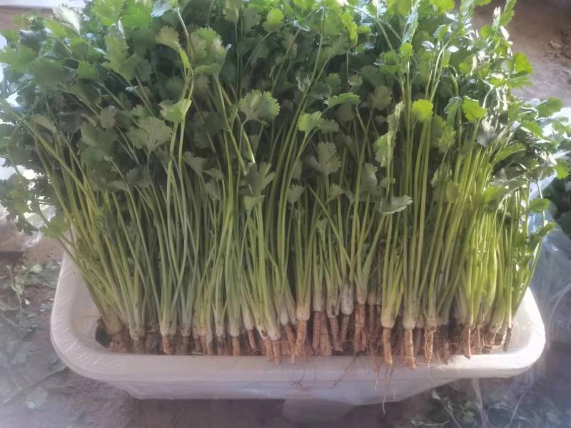 春节正常发货精品中叶铁杆青香菜大量有货价格优惠欢迎咨询