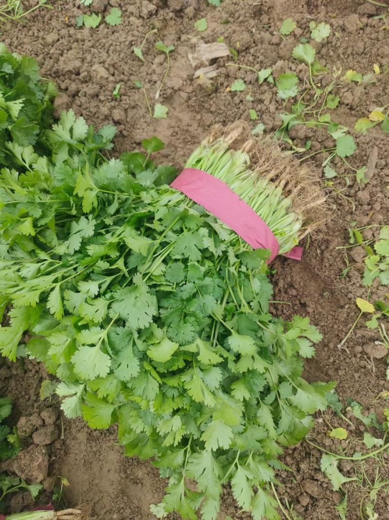 春节正常发货精品中叶铁杆青香菜大量有货价格优惠欢迎咨询
