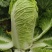 春节正常发货河北唐山滦南白菜黄心白菜产地直发货源稳定