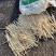 【优选】草籽边坡客土喷播:草种狗牙根等灌木花种等品种齐全