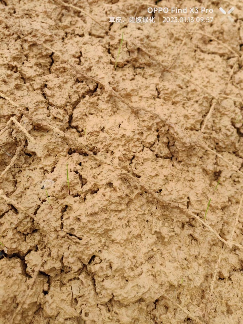 【优选】草籽边坡客土喷播:草种狗牙根等灌木花种等品种齐全