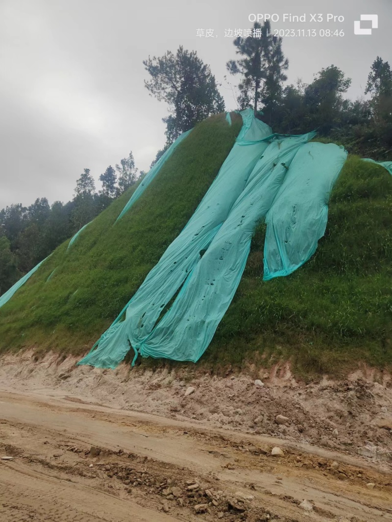 【优选】草籽边坡客土喷播:草种狗牙根等灌木花种等品种齐全