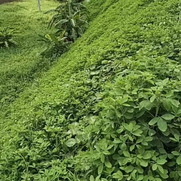 【优选】草籽边坡客土喷播:草种狗牙根等灌木花种等品种齐全