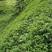 【优选】草籽边坡客土喷播:草种狗牙根等灌木花种等品种齐全