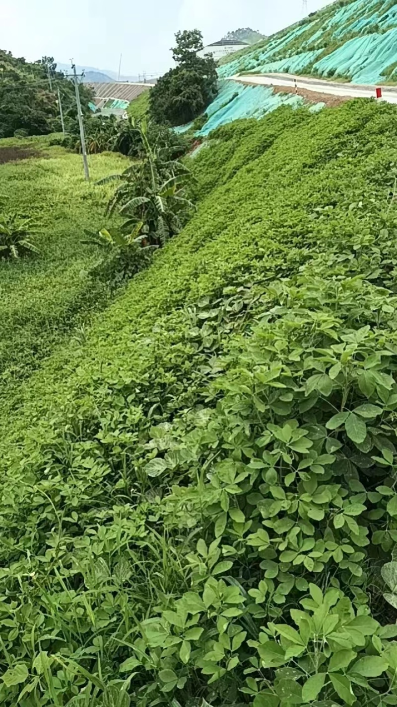 【优选】草籽边坡客土喷播:草种狗牙根等灌木花种等品种齐全