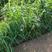 【优选】草籽边坡客土喷播:草种狗牙根等灌木花种等品种齐全