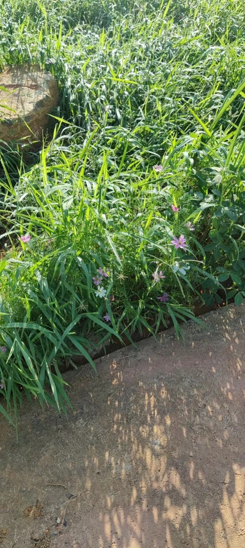 【优选】草籽边坡客土喷播:草种狗牙根等灌木花种等品种齐全