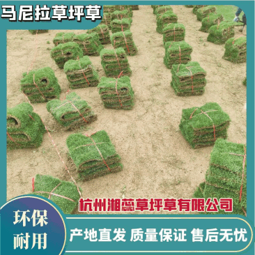 【热卖中】兰引三号草卷草块马尼拉草坪草可视频看货基地直发