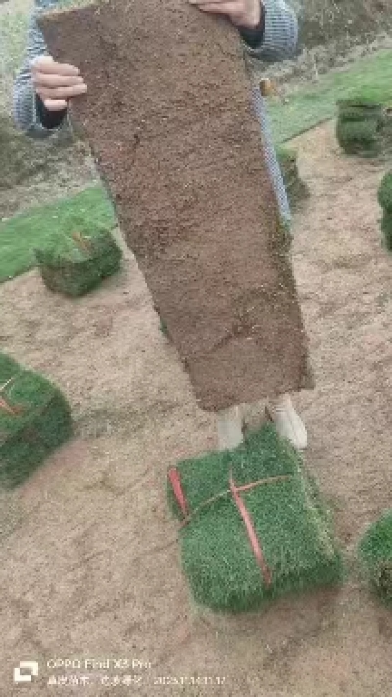 【热卖中】兰引三号草卷草块马尼拉草坪草可视频看货基地直发