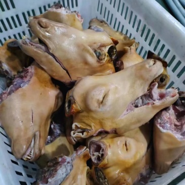 宁夏滩绵羊头整只带皮新鲜现宰一手货源量大从优欢迎咨询