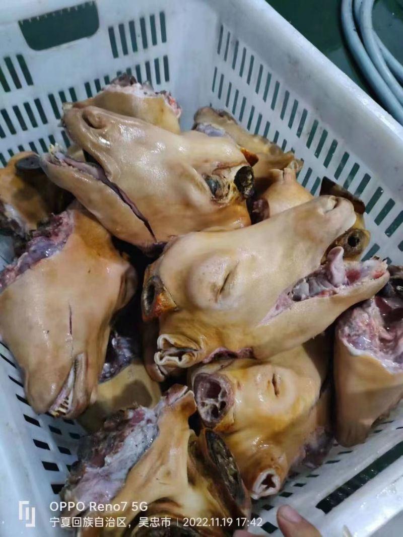 宁夏滩绵羊头整只带皮新鲜现宰一手货源量大从优欢迎咨询