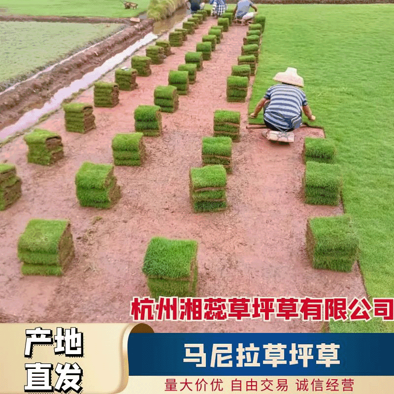 精品马尼拉草卷,大量上市