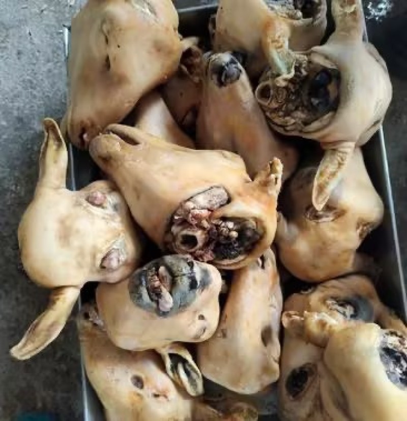 宁夏滩绵羊头整只带皮新鲜现宰一手货源量大从优欢迎咨询