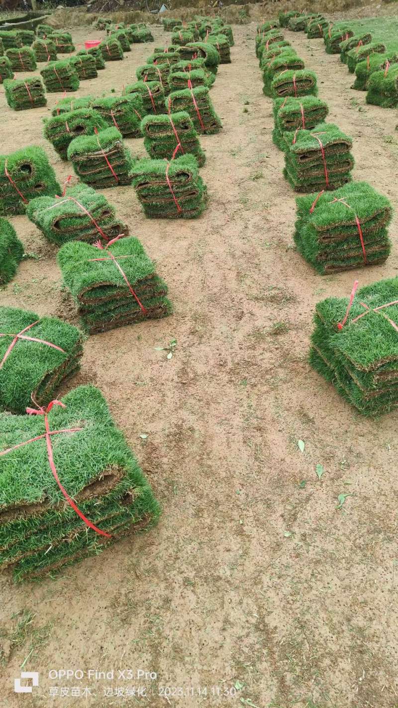 精品马尼拉草卷,大量上市