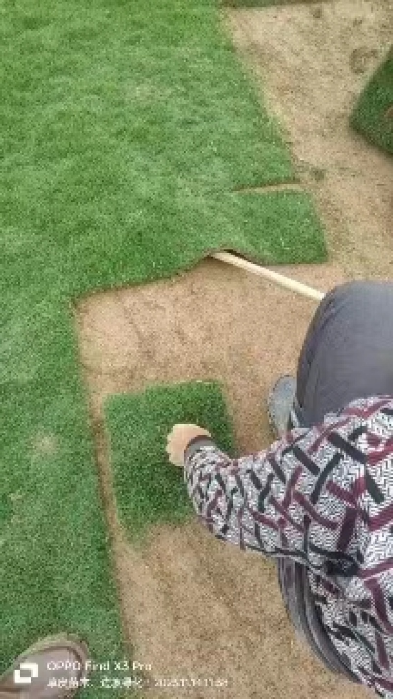 精品马尼拉草卷,大量上市