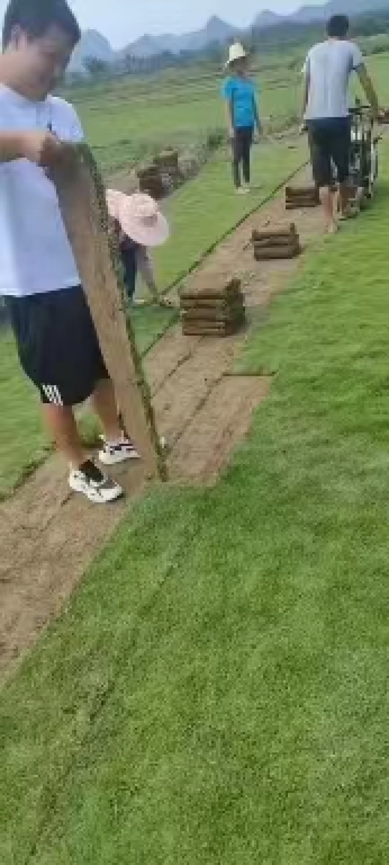 精品马尼拉草卷,大量上市