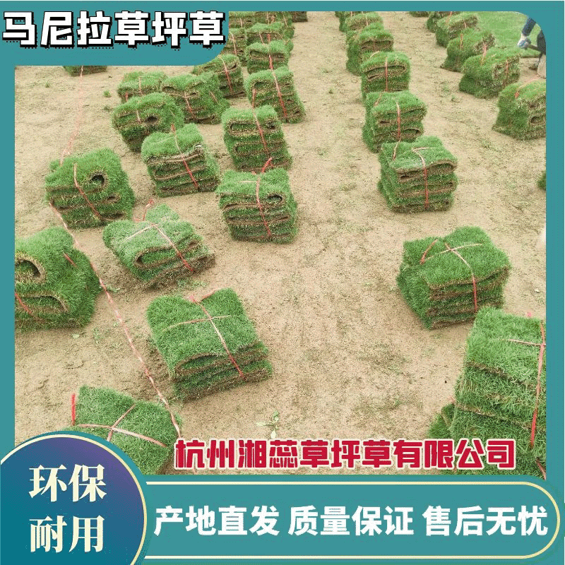 草坪草*马尼拉*湖南永州基地*广西玉林基地，欢迎来电洽谈